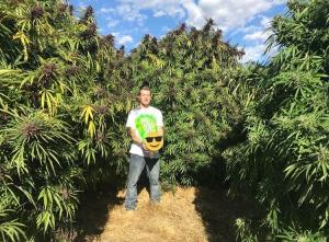 Weed Cannabis Delivery Bakersfield