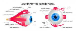North America’s Corneal Pachymetry Market : Global Opportunity Analysis and Industry Forecast By 2032