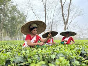 Women tea growers cultivating tea in Eastern India