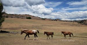 Fellowship Program For University Students to Improve Understandings of Wild Horses
