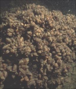 Invasive mussels outcompete other organisms