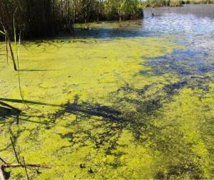 pond algae growth in central virginia