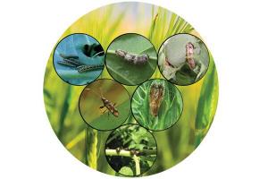 Biopesticides Market
