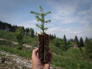 Forest- Asiago Plateau - Asiago Cheese