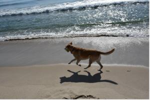 Enjoying the nearby beaches (photo credit: Southampton Inn)