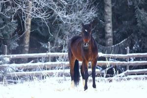 American Equine Awareness Shares the Christmas Story ‘Because of Love’