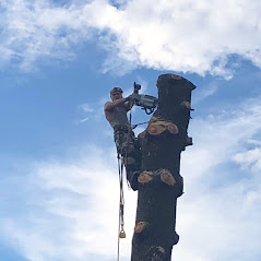 Expert Tree Service Climber