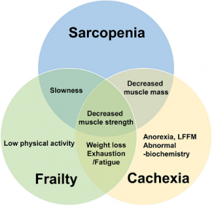 Sarcopenia Market Size, Trends, Industry Statistics and Latest Insights Till 2033