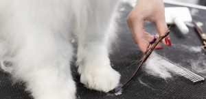 Woman with painted nails cutting a dogs hair.