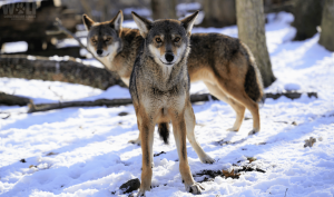 Join the Pack: Great Wolf Lodge and Wolf Conservation Center Team Up for Wolves