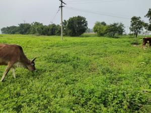 Cow  grazing in our Kannukutty Organic Farm