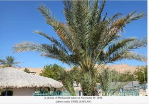 Judean Date Palm, aka: Methuselah, Grown from Israel Dates from 2000-Year-Old Seeds
