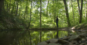 A small pool of creek water surrounded by tall green trees and minimal sunshine poking through. A man stands admiring the quiet and serenity of the isolated place within a PA state forest.