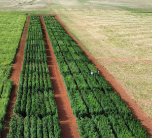 A high up drone photo shows an extensive industrial hemp hybrid research field. We see plots and strips of various industrial hemp hybrid genetics being grown to demonstrate variety performance.