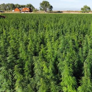 An aerial photo looks over a field of industrial hemp hybrid plants being grown for seed production. The camera hovers above the level of the plants looking across the field at a uniform and vigorous stand.