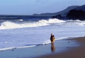 The Beach at Cardigan Bay