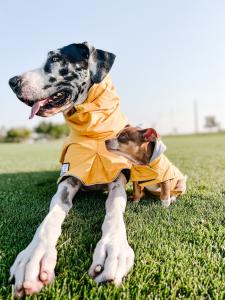 Photo of Birdie and Froggy