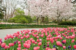 Dallas Blooms features half a million spring blooming flowers and cherry blossoms.
