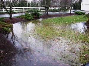 drainage problem in a backyard