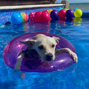 amusement park in cancun pepe modeling at the pool