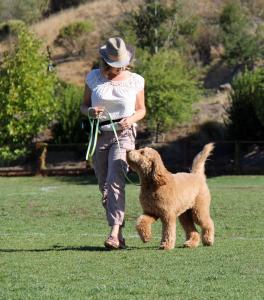 Professional Trainer Working With a Dog