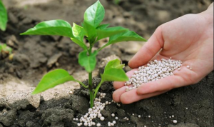 Ammonia Market Trend