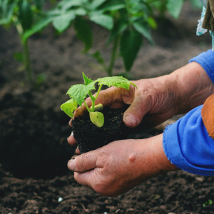 A farmer plants a crop