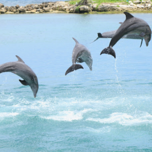 dolphins jumping in montego bay jamaica