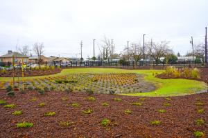 San Joaquin Public Health Services Building Bioswale