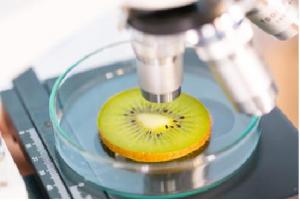Food Authentication Testing market