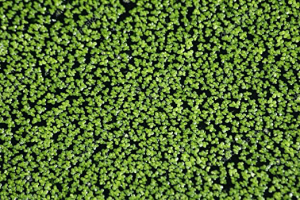 Duckweed is easy to grow and is fine with low-light setups, although more light means faster and denser growth. It grows by absorbing waste from the water, which reduces the pollutants that cause smelly or cloudy water and makes for happier pond or aquari