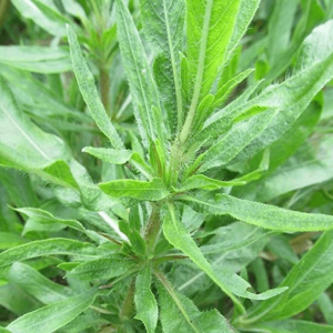 Kulekhara plant, a medicinal plant of natural wellness! Known scientifically as Hygrophila Auriculata or Hygrophila Spinosa and popularly as Kokilaksha, this remarkable plant is not just a green addition to your garden but a powerhouse of health benefits.