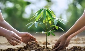 Plant a tree sapling