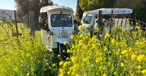 Electric vehicles immerse in wild mustard fields in Napa
