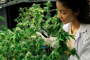 Japan Cannabis Testing Market