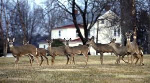 Deer are eating landscaping and causing road collisions.