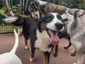 Group of happy dogs after dog training