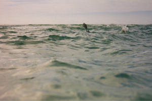 Image depicts person drowning in sea water, in light of recent family drowning in Queensland. My First Aid Course says family first aid training in Brisbane is crucial.