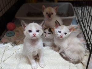 Four stray kittens taken into rescue sit in a crate