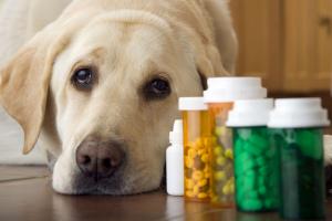 North America Companion Animal Drugs Market