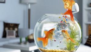 Ornamental Fish Feed Market Trend
