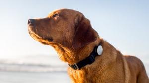 Smart Connected Pet Collar Market Size Report 2024