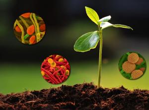 Biostimulants Market Size 2024