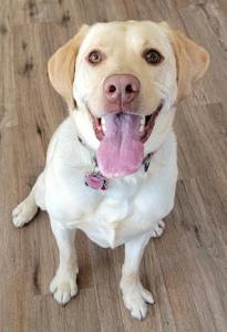 A yellow labrador dog sits on a wooden floor, with his tongue hanging out of his mouth.