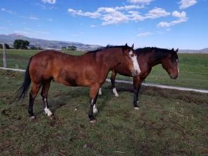 2 Healthy horses, from Head to Hoof®