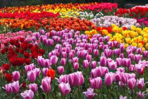 Floriculture Market Trend