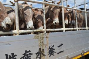 Donkeys being transported in a truck from a market in Tanzania