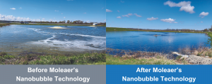 Lagoon Before and After Moleaer's Nanobubble Technology