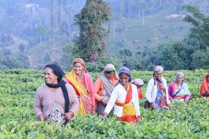 Kumaon Tea Unveils Revolutionary Model for Indian Tea Production