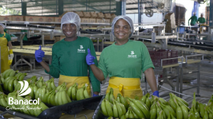 Banacol impulsa la sostenibilidad y el progreso en Urabá, beneficiando a más de 4.000 familias con empleo digno.